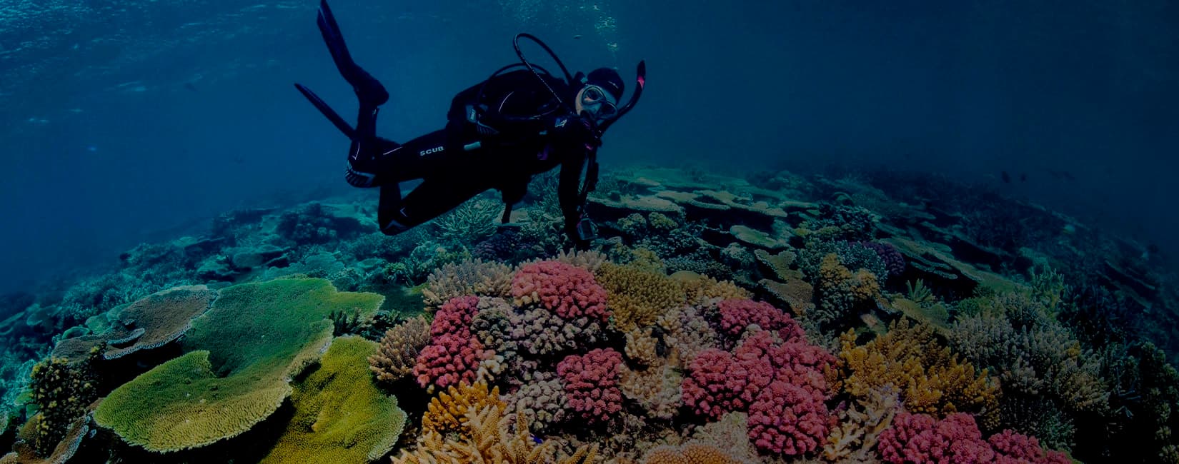 Scuba diver swimming above a coral reef