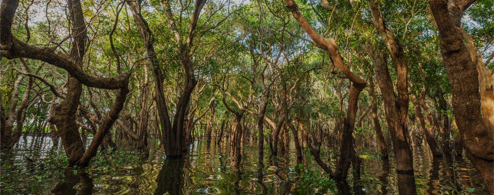 Mangrove roots meeting the sea, the ecosystem Ocean Soldiers works to protect