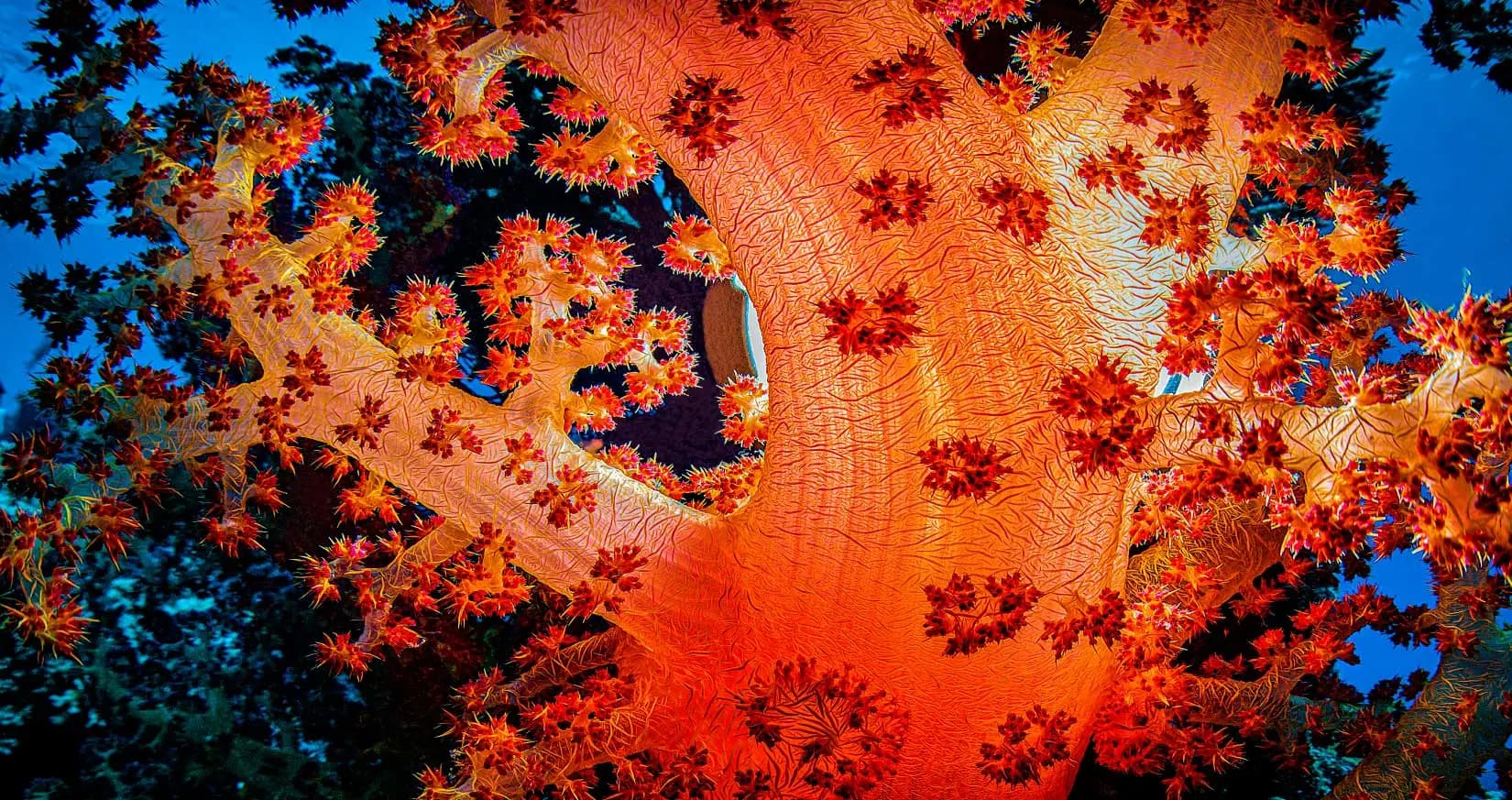 Close-up of vivid orange soft coral against deep blue water