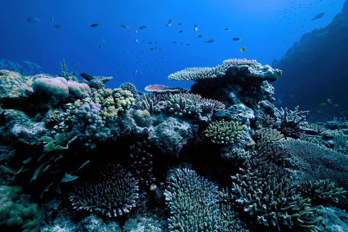 Coral reef swaying in clear blue water
