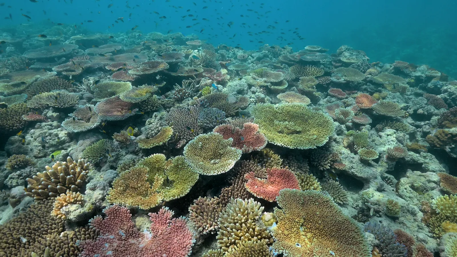 Schooling fish over the coral at Bait Reef, seen by a diver