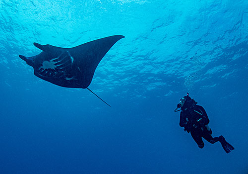 Mantarayas - Ocean Soldiers