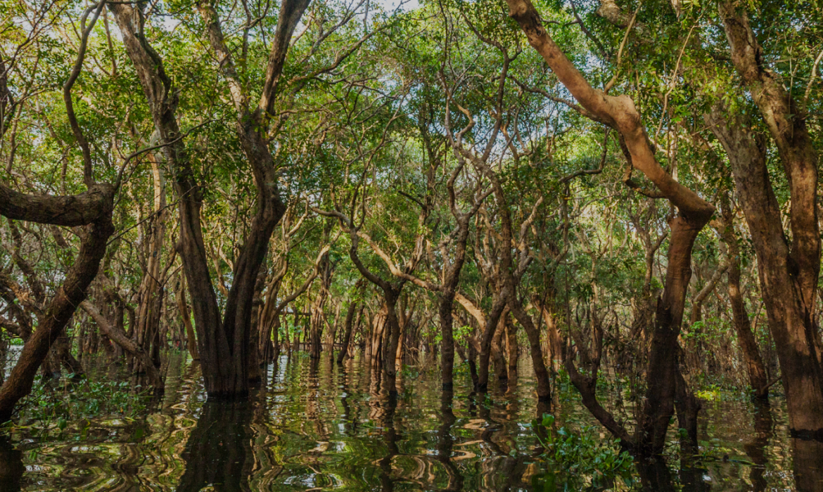 Rooted in Protection, Committed to Conservation