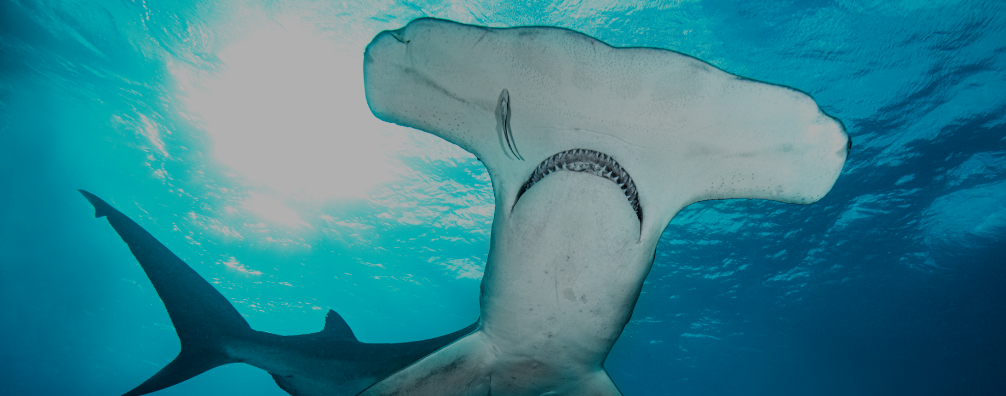 The Ocean’s Silent Protectors Shark Awareness